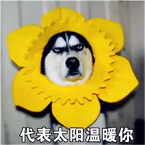 二哈人世界你是无法理解的二哈搞笑头像带字