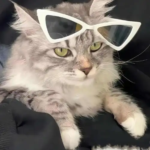 wechat搞怪猫咪头像  wechat搞怪猫咪头像