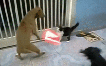 猫gif搞笑图片奶牛猫