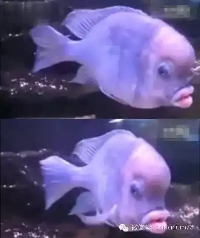 鲶鱼图片搞笑希拉