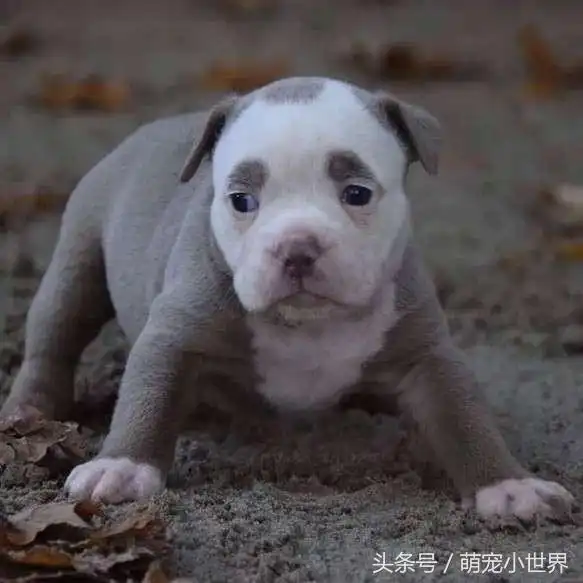  一出生眉毛就很抢戏的狗狗因厌世脸爆红,每天的日常把网友萌翻