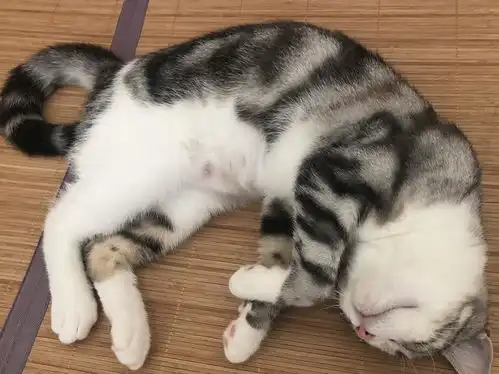  请问大家养猫都会被抓伤或者咬伤吗