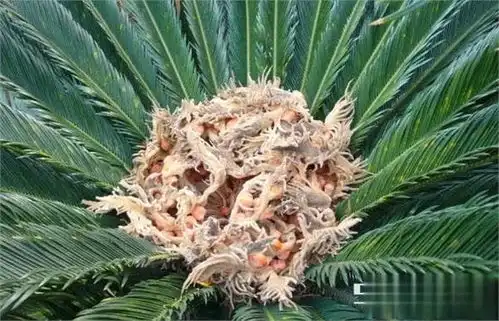  都说铁树千年开花,见识下铁树开的花,不认识的人还以为是鸟窝呢