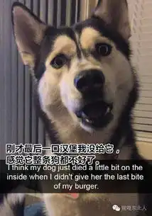  外国网友晒狗狗搞笑瞬间,最后一个真要笑喷了
