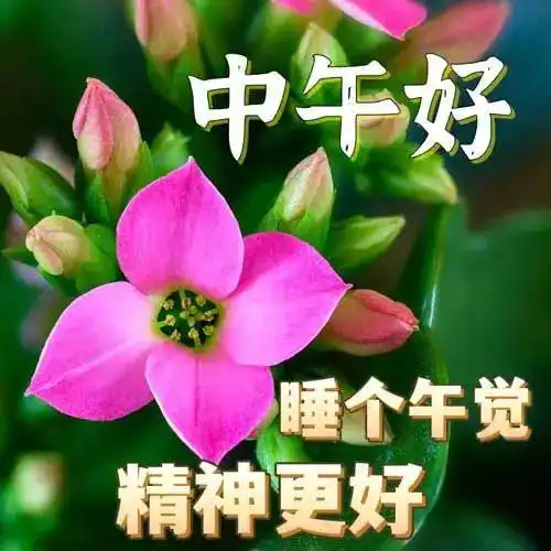  中午好图片,中午好祝福,中午好问候,心想事成,顺风顺水