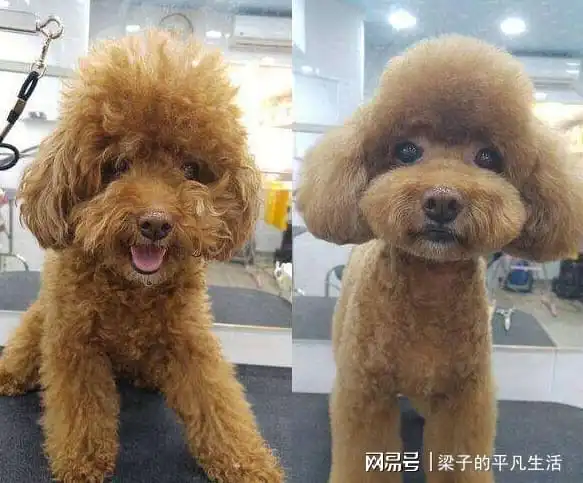 狗狗的搞笑图片泰迪
