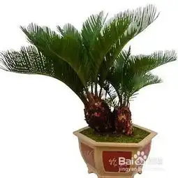  家中养什么植物能吸收空气中有毒物质