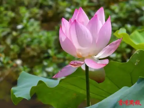  图集时值初夏荷花花期已至快来打卡拍荷热点