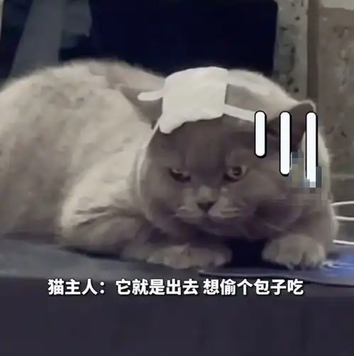  爆笑小胖猫偷包子吃半道被流浪猫打劫惨变秃头