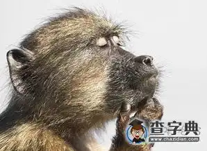  在思考猴生的大圣搞笑图片