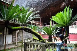 铁树开花图片搞笑郧西县