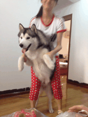 搞笑动图gif对于美女我是没有一点抵抗力呀  搞笑动图gif对于美女我是没有一点抵抗力呀