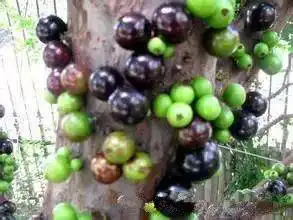  山竹的功效与作用你知道山竹榴莲长什么样子吗