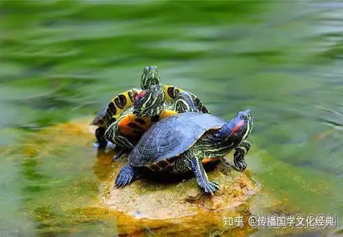  风水中八大灵性动物,切记不可杀,不可食