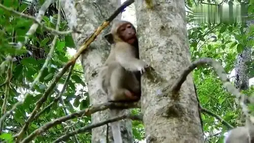 猴子坐着树枝抱着树上,姿势优雅  猴子坐着树枝抱着树上,姿势优雅