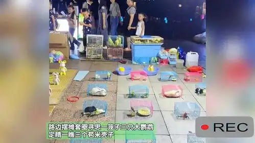  路边摆摊套圈寻思一笼子三只大鹦鹉,定睛一瞧三个苞米壳子