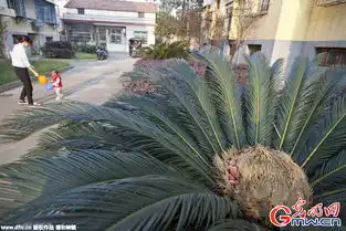  湖南汨罗一铁树开花又结果果实长得像鸟巢