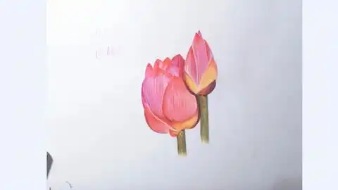  彩铅荷花,几步教你画荷花