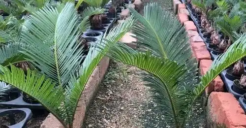  铁树为什么难开花