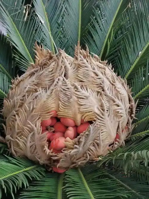  要命了啊苏州大妈吃了小区里的果子,进了抢救室