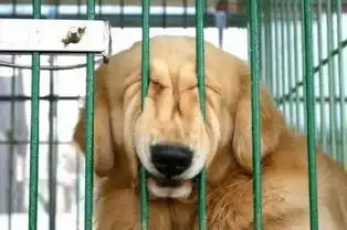  狗狗的呐喊放我出去,还我自由