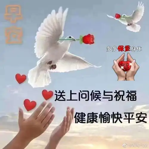  手机新浪网