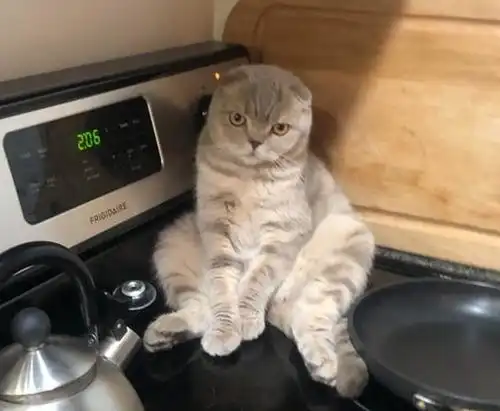 无聊的时候就让这些可爱的猫片塞爆你的眼球吧