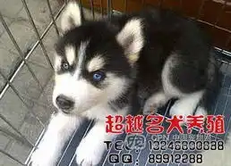  超越名犬