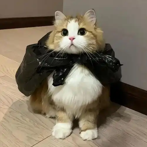 wechat搞怪猫咪头像  wechat搞怪猫咪头像