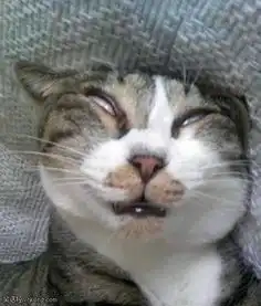  搞笑图片街上偶遇流浪猫我该不该带回家