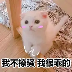  网络常见表情包之喵