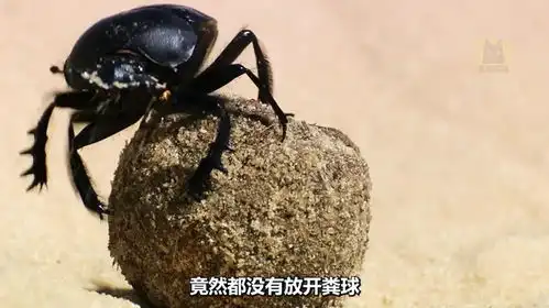  屎壳郎顶着酷暑推粪球,怎料沙漠里困难重重,差点丢掉小命