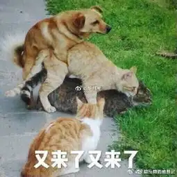  没有坑的萝北的微博微博