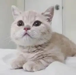 不要试图去了解一只猫咪喵星人的动态图片可爱搞笑版  不要试图去了解一只猫咪喵星人的动态图片可爱搞笑版