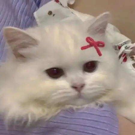  可爱小狗头像,快快成为这些狗狗的主人吧