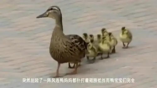  你见过吗一群可爱的鸭子过马路,一阵大风吹来,真是好玩