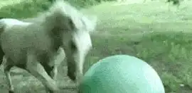 搞笑图片幽默段子笑话老哥,你的汽车饰品是不是有点多  搞笑图片幽默段子笑话老哥,你的汽车饰品是不是有点多