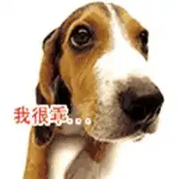  我很乖的别丢我表情包微信头像图片大全