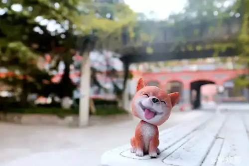 摄影携萌犬祝华东政法大学生日快乐  摄影携萌犬祝华东政法大学生日快乐