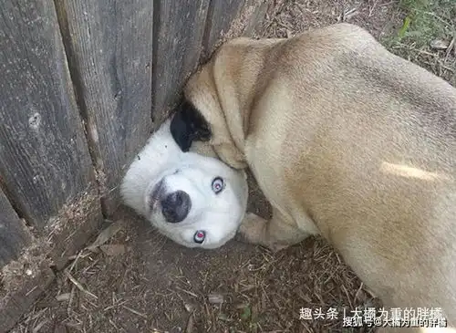  完了卡壳了,兄弟快拉我一把狗狗搞笑照片让你笑不停