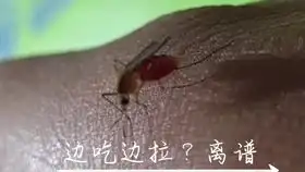  放大1000倍,蚊子的眼睛长什么样子,太震撼了