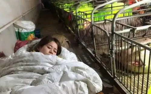  女孩养猪年入百万猪圈面积100亩自称家里有矿
