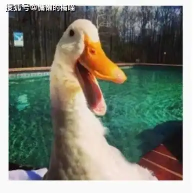  幽默橘喵论一只断掌鸭子的坎坷进化论