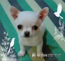  急想养一只长不了太大的小狗毛不要太长要名字图片
