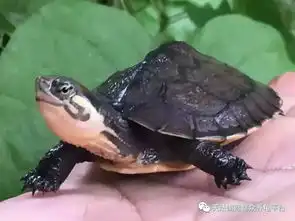  别说山竹疯狂,先看看你的龟龟还健康的活着吗新手学堂台风版