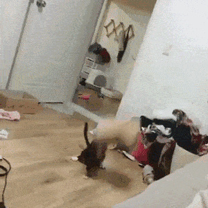  是谁说奶牛猫都是神经病的站出来
