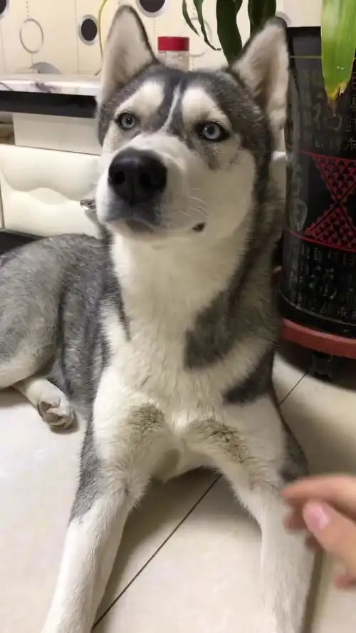  搞笑天堂为啥会有这么戏精的狗,是我打开的方式不对么