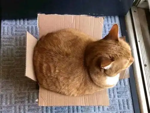  搞笑趣图我随意走进房间,刚好目击到我家猫想谋杀我家狗狗