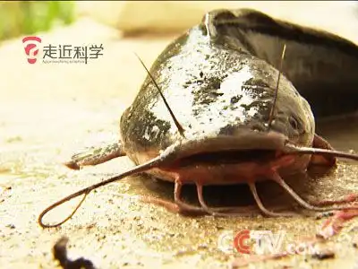  停播一年后,我觉得走近科学并没那么烂