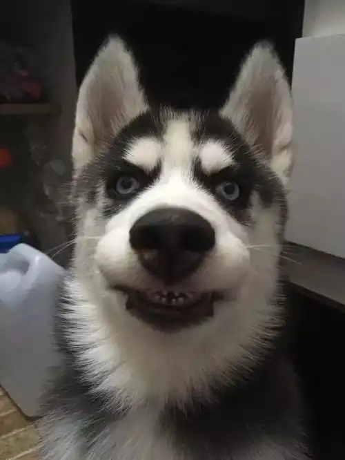  听说智障会传染看看养哈士奇的八大好处